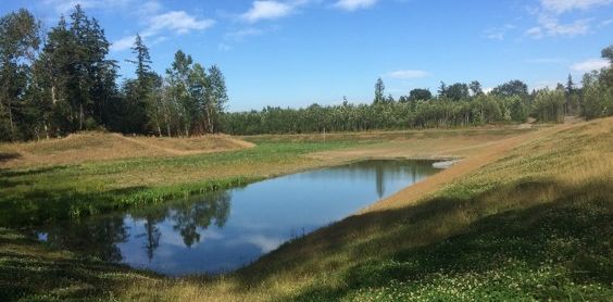 North End Regional Pond Bellingham